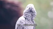 有游客在云南野生动物园被鹦鹉骂了 园方：在努力矫正 还没掰回来