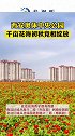 西安奥体中央公园千亩花海初秋竞相绽放