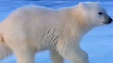 北极熊妈妈体重超标，冰面上只能扒着走！