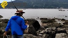 勺子大退潮又来沙滩刨坑，这是在抓什么大货？这么赶海最好玩