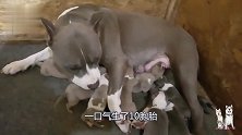 刚买回两个月的斯塔福犬，一口气生了10胞胎，网友：赚大了