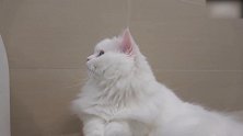 好看的猫猫合集，这机灵的小模样，好想领回家！