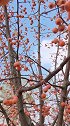 春华秋实又一载