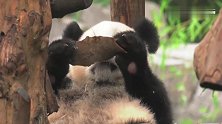 贪吃的熊猫宝宝捡起树皮就啃，咬了又吐是不是不好吃呀