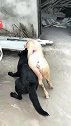 狗子：我就只吃你一个猪耳朵，你别那么小气嘛！