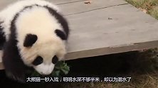大熊猫一秒入戏，明明水深不过半米，却以为溺水了，看完憋住别笑