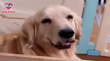 女主人感冒发烧，金毛狗狗过来安慰差点把女主气晕，看完忍住别笑