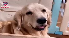 女主人感冒发烧，金毛狗狗过来安慰差点把女主气晕，看完忍住别笑