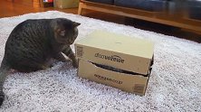 胖猫躲进箱子，同伴跳上箱子休息，顿时胖猫有点怀疑喵生