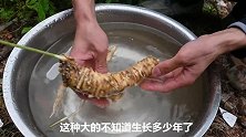 半斤四叶参、一斤半排骨，出锅汤汁奶白色，香气扑鼻直流口水了