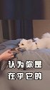 宠物版励志视频，你是否想还在为脱发而烦恼来学学它们！