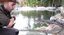 50斤重的鳄鱼咬合力有多强老外亲自实验,隔着屏幕都觉得疼