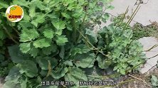 车前草泡水，新鲜好还是晒干好？后悔现在才知，看完别再瞎泡错