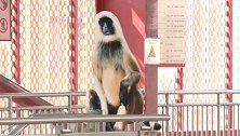 印度：一城市给地铁站摆放叶猴纸板，以吓跑其他猴子