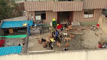 救助上千只流浪猫狗 她尝尽人性善恶  BK短纪录片【28】