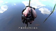 将100条水蛭饿10天，再扔入一个完整猪头，场面瞬间一片混乱