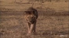 老雄狮临死前回到旧领地等待死亡—可把鬣狗高兴坏了