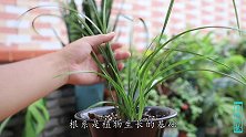 如何养出兰花的“大白根”？教你4个妙招，根系一条比一条壮