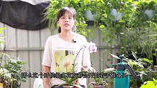 养蝴蝶兰，这3种情况下坚决不能施肥，不然植株越长越弱