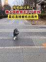 辽宁沈阳：狗狗路过风口，被大风吹得走不了直线