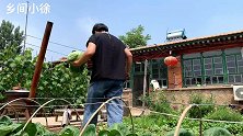 百吃不厌的家常炒包心菜做法，做法简单，好吃又下饭