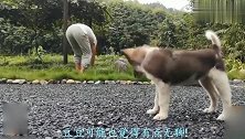 主人在院子里拔草，中华田园犬豆豆看到了也来凑热闹，好像养一只