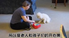 萌宠一家亲：贵宾犬的性格特点有哪些！？一分钟告诉你！