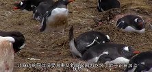 企鹅集体拉肚子，场面一度失控，最后1只企鹅算倒了八辈子霉