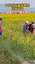 大妈们在油菜地里高歌，菜地主人一脸无奈，劝了也不听。