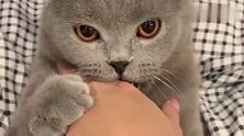 猫咪咬主人，主人一学狼叫，猫咪立马放嘴装睡