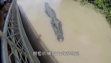 男子钓到一条电鳗，不知怎么办，此时鳄鱼探出水面，一口咬了上去