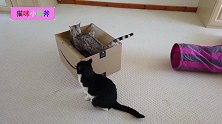 孟加拉猫玩箱子
