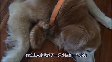 猫咪和狗狗竟然能够和睦相处，猫咪趴在狗狗身上，依偎在一起睡觉