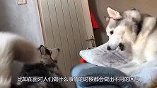 蜘蛛人擦玻璃时，碰上一户人家的猫咪，下一秒请憋住别笑