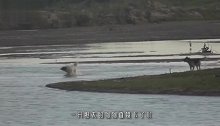 两只狗狗在河边狂吠，突然一只被“猛兽”拖下水，再也没浮起来！
