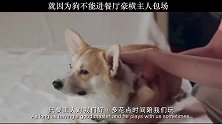 柯基犬的励志名言，我觉得说的还挺对的