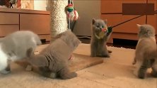 六周大的一窝小猫咪，萌到让人爱不释手