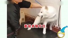 柴犬：曾经我也试图反抗过，可是后来真的很舒服