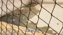 男子路过蓄水池发现三个小家伙，看清楚后，赶紧抓住放生！