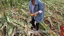 秋收时的玉米全倒了，姑娘去掰棒子却意外发现大量现金，惊呆了