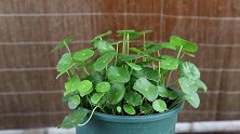 养铜钱草只会“浇水”？加强3方面养护，植株挺拔，叶片肥厚翠绿