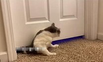 美国：这不科学！一女子拍下宠物猫从一扇紧闭的门下小缝隙穿过