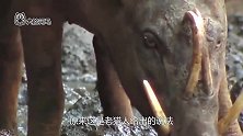 一猪二熊三老虎，野猪为什么排在老虎前面巨型野猪不好惹