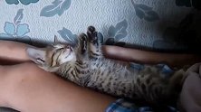 实拍：猫咪蹬直4条腿睡觉 主人以为它挂了