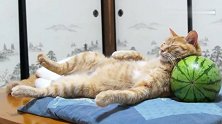 枕着西瓜睡觉的猫咪，突然惊醒是不是怕西瓜被主人吃了