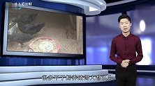 在农村干养殖业要想致富,必须要考虑这些事情,少一件都不行
