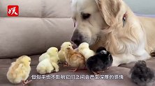 狗子踩在鸡头上偷肉吃！画面一出网友震撼：怎么说服鸡的？