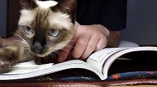 主人在看书，暹罗猫走过来直接趴在书上，猫：书有我好看吗