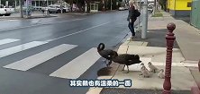 天鹅一家过马路，小天鹅害怕不敢走，接下来的画面有点暖心