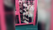 你这傻乎乎的狗狗，怎么还这样玩啊，看着好萌蠢啊！